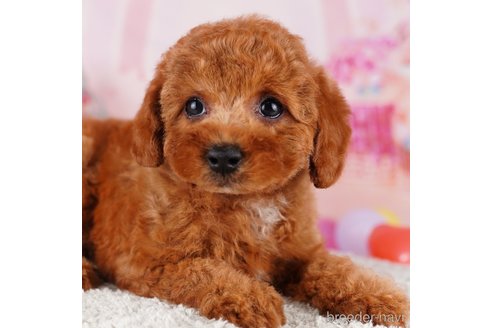 成約済の茨城県のトイプードル-283357の5枚目